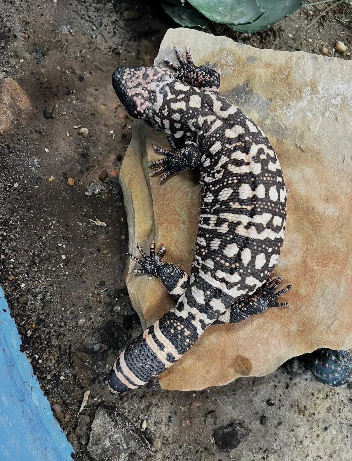 A white and black patterned lizard resting on a rock with soil and a green plant nearby.