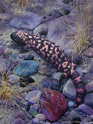 Harlequin Gila Monster on rocky ground among grasses.