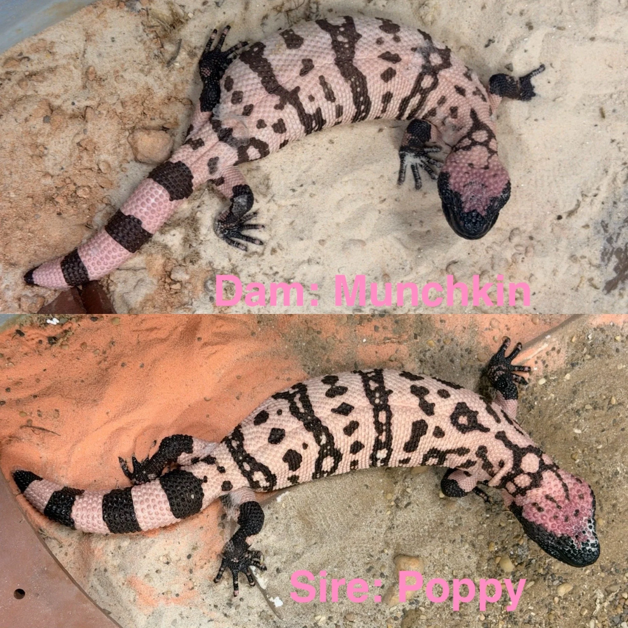 An image of two Gila Monsters with a pink and black pattern on its body, lying on sandy ground next to a round pink flower.