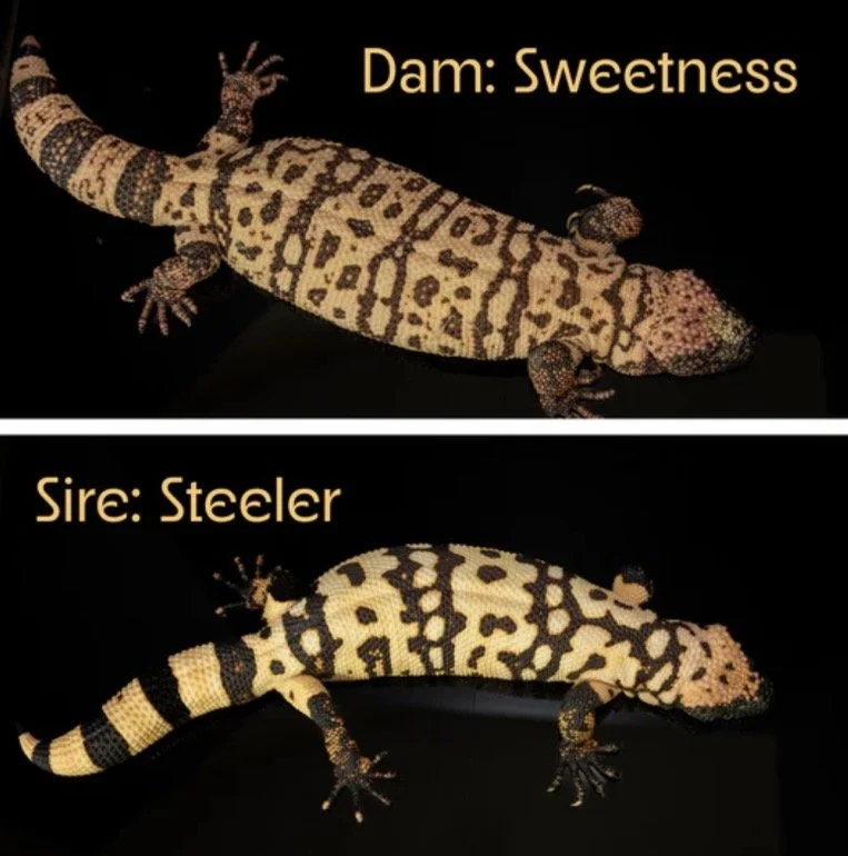 Two Gila Monsters with yellow and black patterned skin, labeled as 'Dam: Sweetness' and 'Sire: Steeler.'