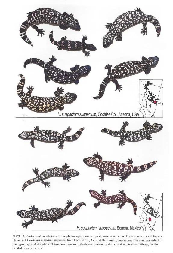 Photographs of multiple dark-colored gila monsters with distinctive dorsal patterns from two populations: Cochise County, Arizona, and Sonora, Mexico, with maps showing their geographic locations.