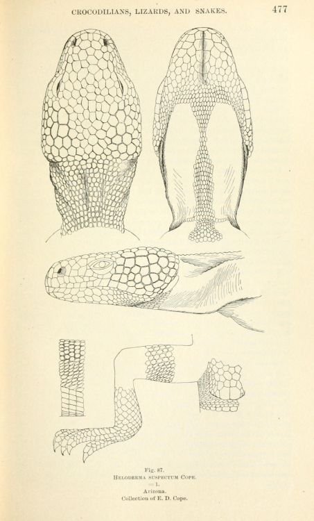 Detailed scientific illustrations of Gila Monsters scales, focusing on skin patterns and structure.