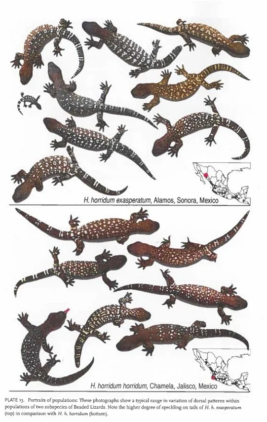 Illustration of various Beaded Lizards, comparing two populations from Mexico: H. horridum exasperatum from Alamos, Sonora and H. horridum horridum from Chamela, Jalisco. Shows dorsal patterns and a map of Mexico for each population.