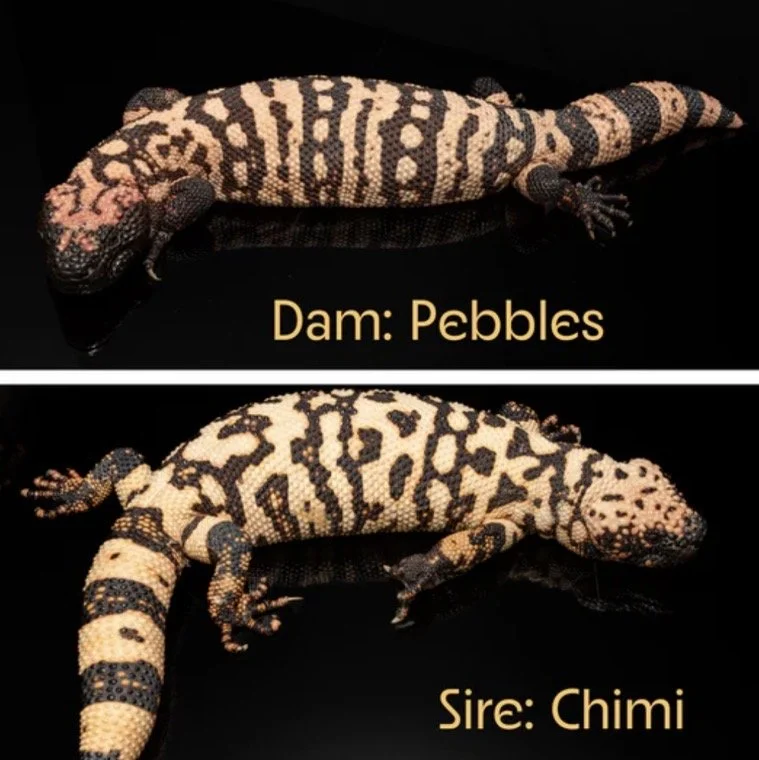 Two Gila Monsters on a black background, labeled 'Dam: Pebbles' and 'Sire: Chimi', showing different patterned skin.