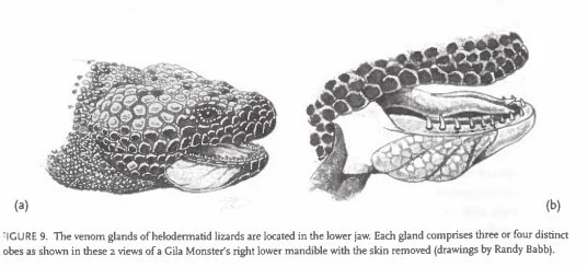 Diagram showing the venom glands of helodermatid lizards in their lower jaw, with glands comprising three to four distinct lobes.