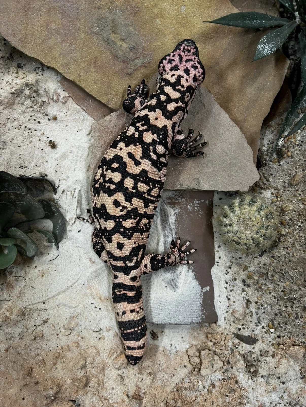 A large, colorful lizard with a pattern of pink, beige, and black scales is resting on rocks and sandy ground surrounded by succulents and a small cactus.