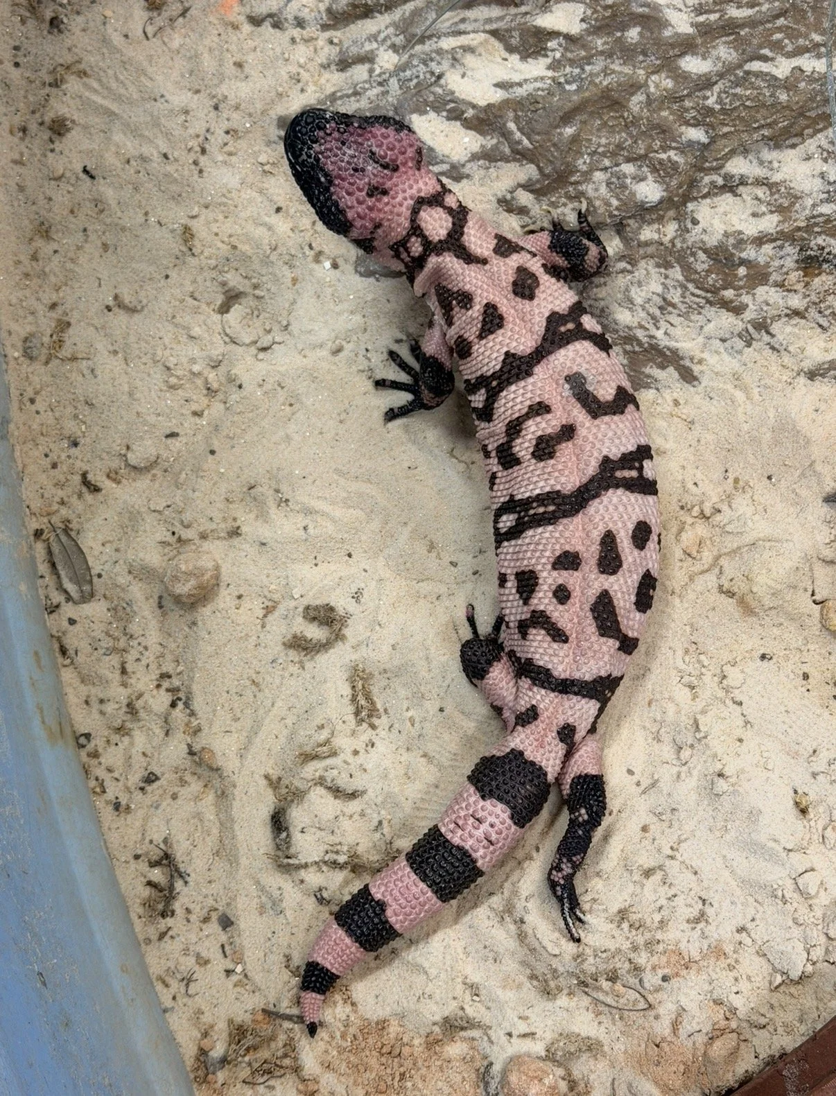 A pink and black Gila Monster with a textured body is resting on sandy ground near a corner of a wall.