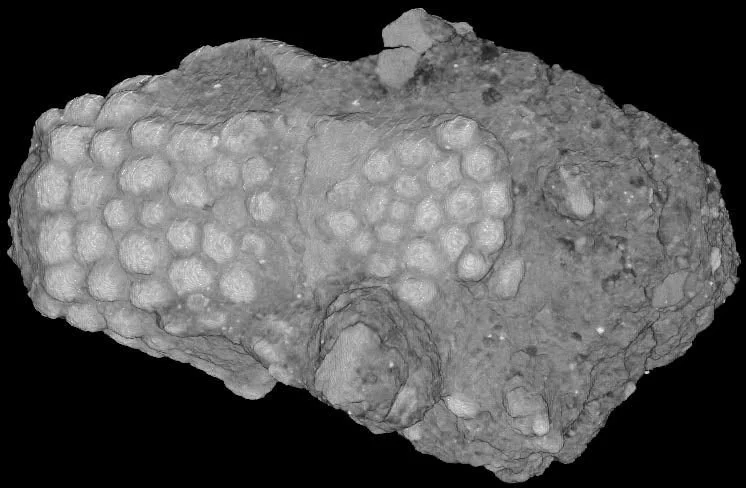 Fossil of a Gila Monster's skull.