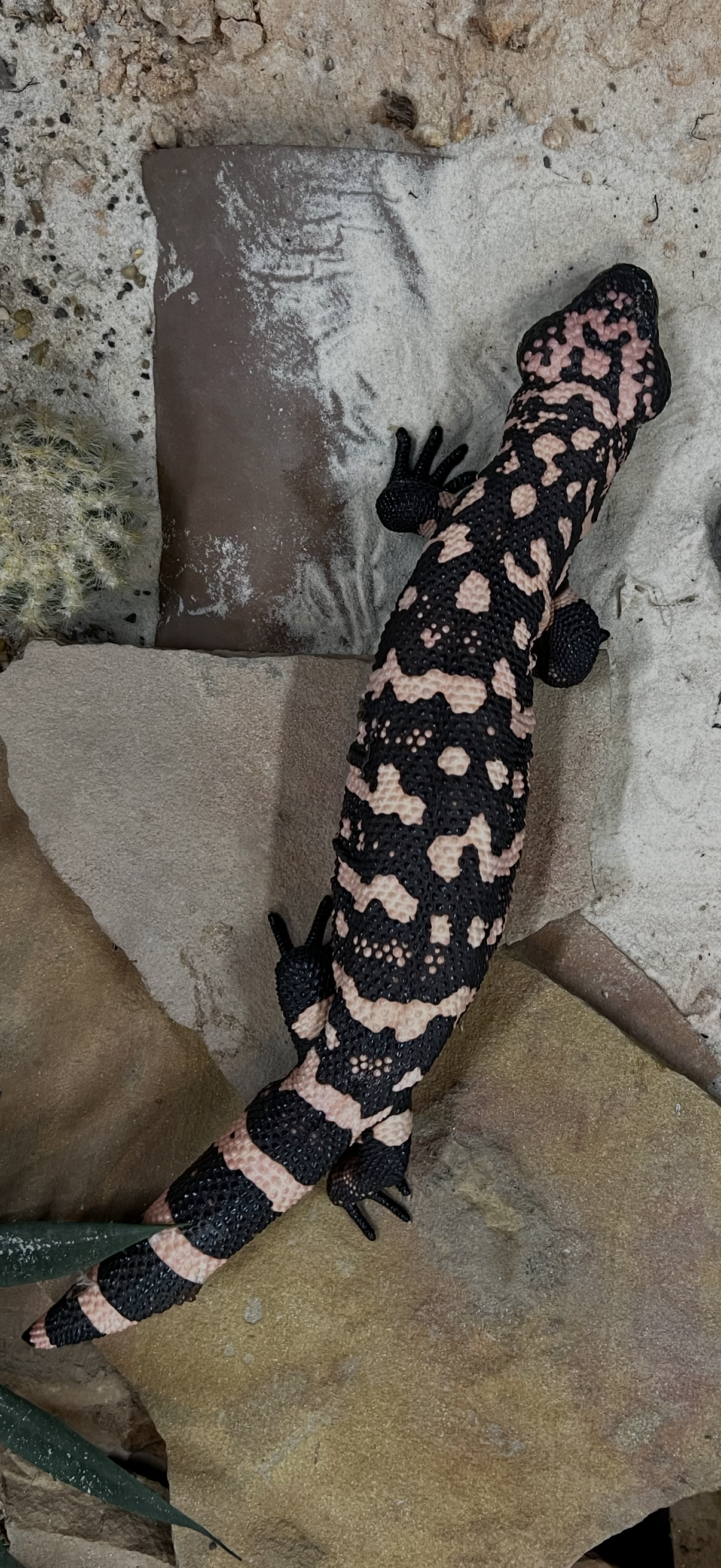 A Gila Monster with black and pink patterned skin on a rocky surface
