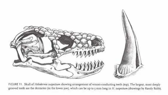 Drawing of a Gila Monster skull showing teeth and close up of the grooved tooth.