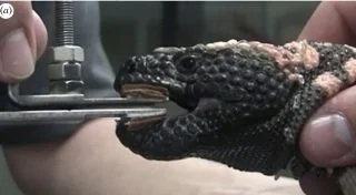 A person holding a Gila Monster while inserting a tool into its mouth.