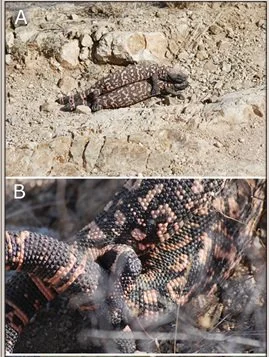 Two close-up images of different Gila Monsters on the ground and among rocks.