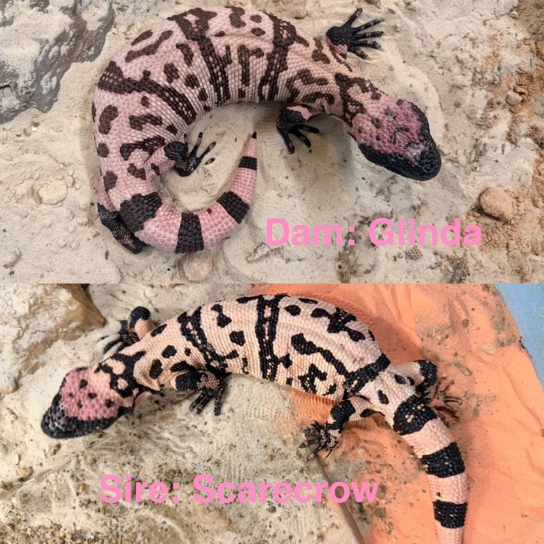 Two close-up photos of a pink and black patterned Gila Monsters on sandy terrain. The top image is labeled 'Dam: Glinda,' and the bottom image is labeled 'Sire: Scarecrow.'