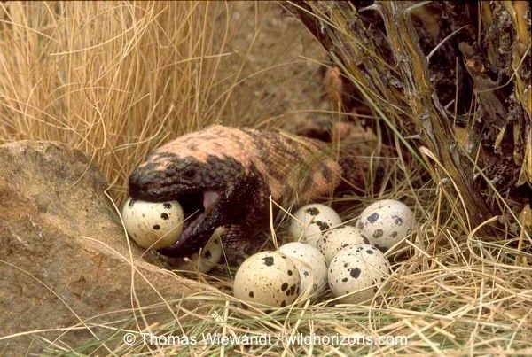 A lizard eating among grass and rocks, surrounded by several white quail eggs with black spots.