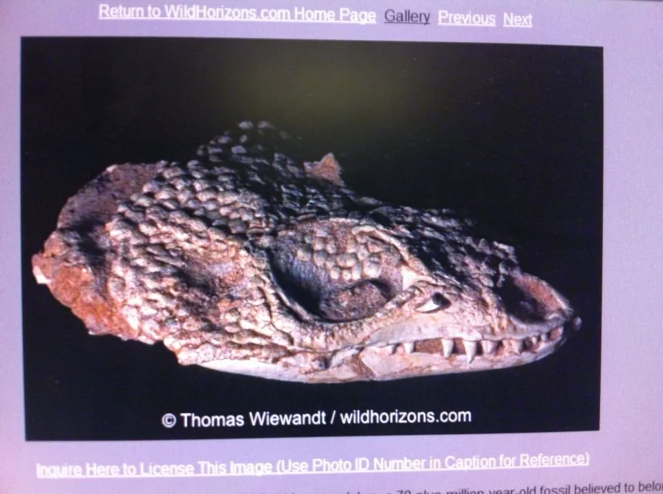 Close-up of a fossilized Gila Monster skull, showing textured skin, eye socket, and teeth against a black background.