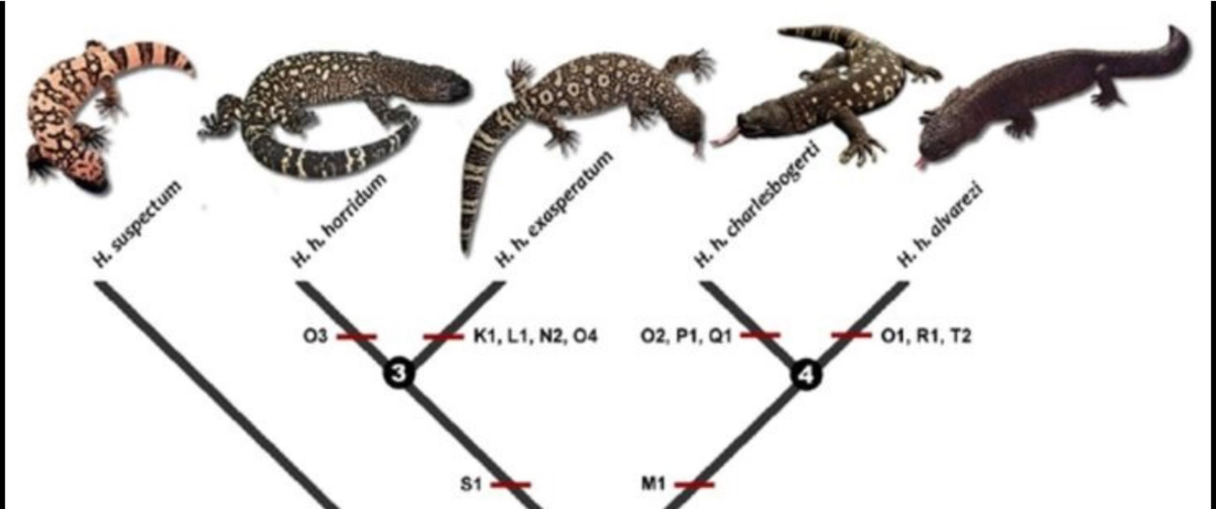 Diagram depicting the family tree of Heloderma.