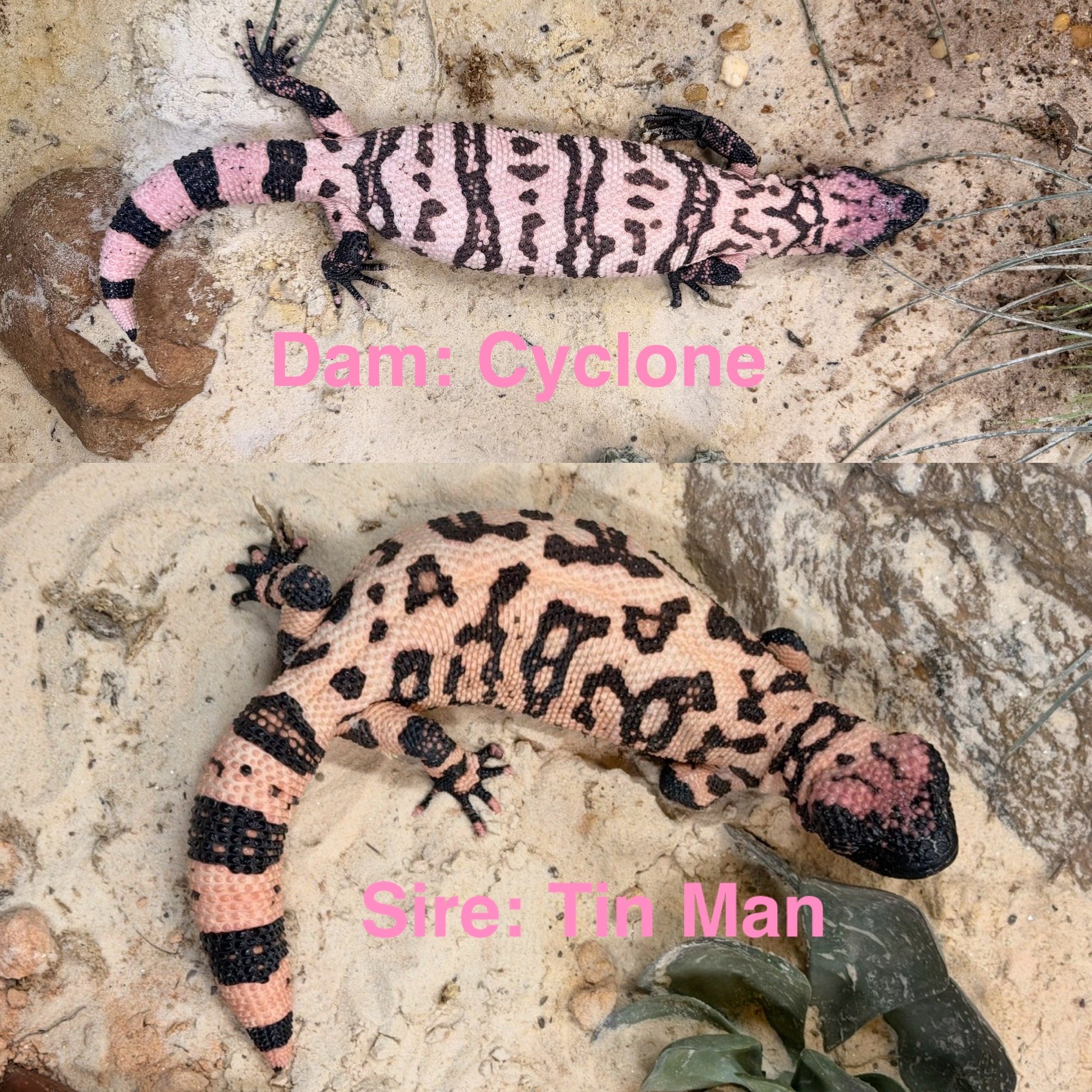 Pink and black Gila Monsters on sandy ground with rocks and small plants, with pink text overlay reading "Dam: Cyclone" and "Sire: Tin Man."
