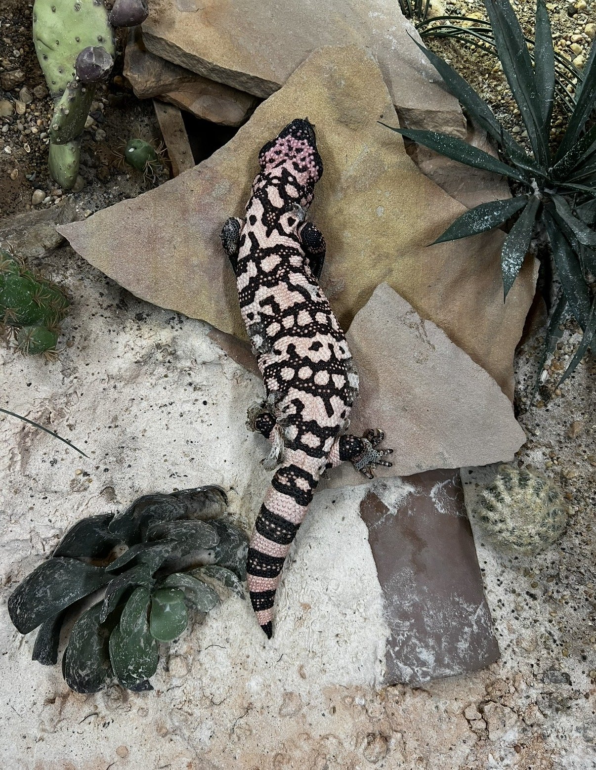 A black and white patterned lizard on a rock surrounded by various plants and rocks in a desert-like environment.