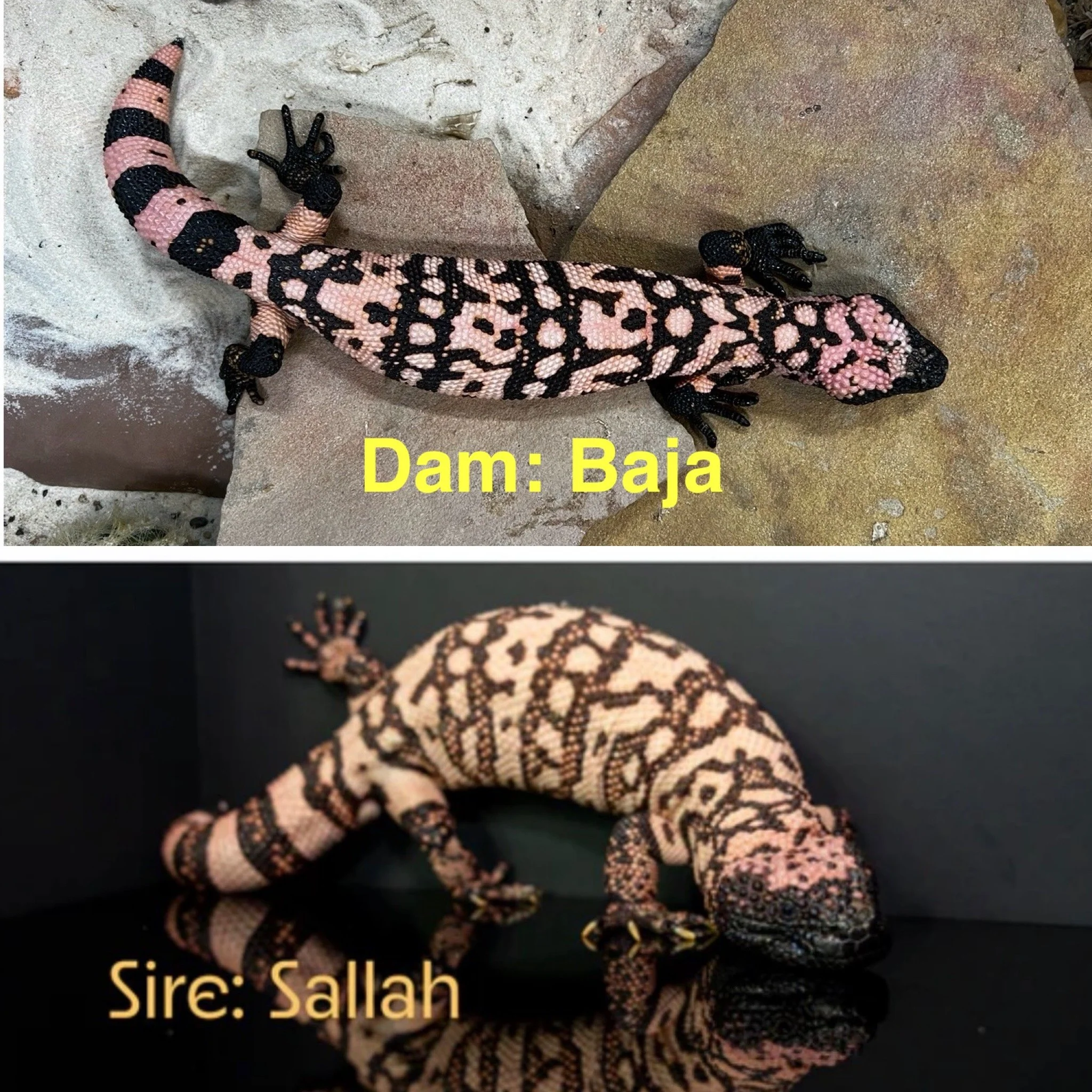 Two Gila Monsters with a pink and black pattern on its back and black legs, captured on a rock surface. Dam: Baja, Sire: Sallah.