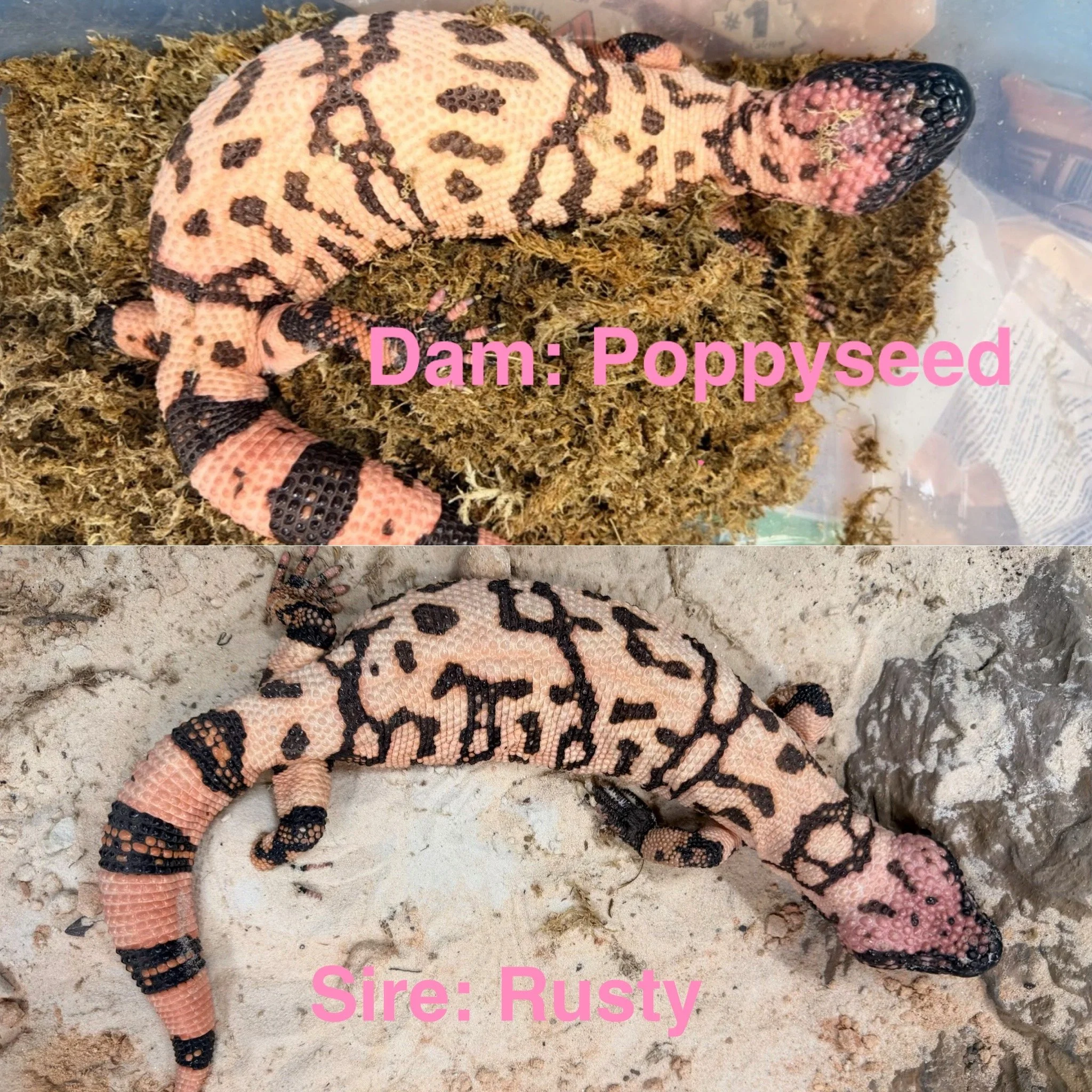Close-up image of two colorful lizards on a sandy surface with dry moss, showing pink, black, and peach scales; text overlay states "Dam: Poppyseed" and "Sire: Rusty".