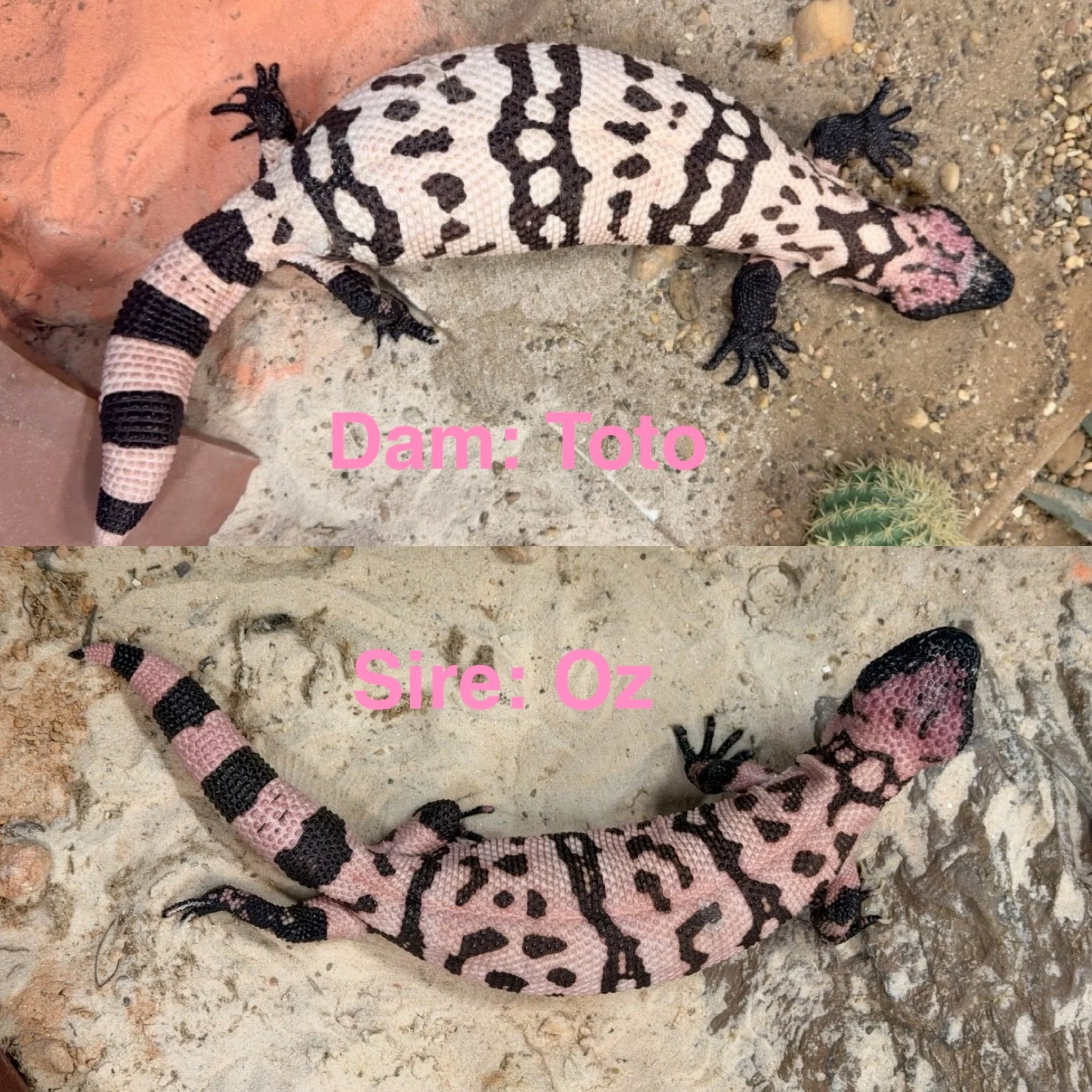 A close-up of a pink and black Gila Monsters on sandy ground with small rocks and a cactus in the background.