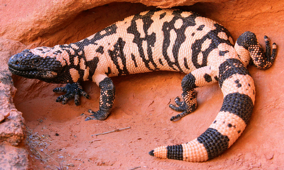 A close-up of a Gila Monster resting on red dirt, showing its textured black and beige patterned skin and curled tail.