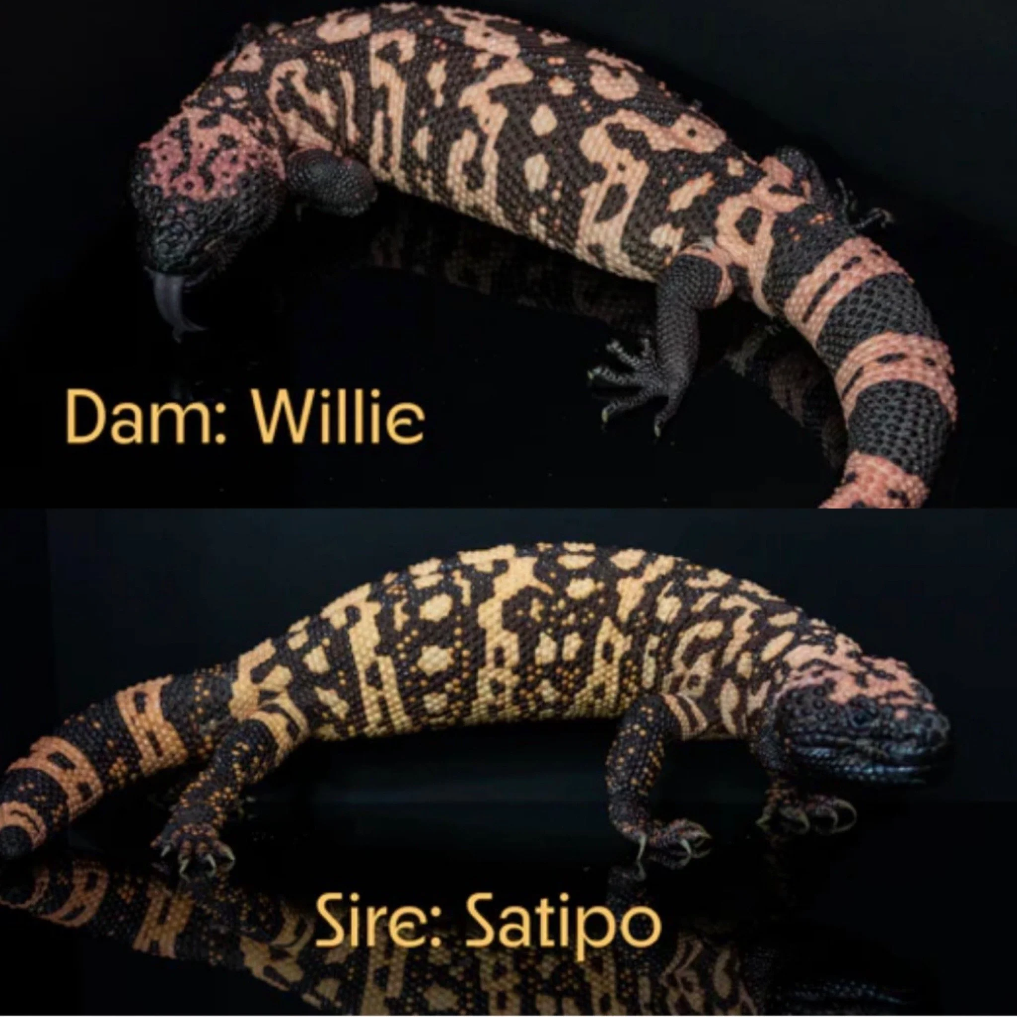 Close-up image of a leopard gecko with black and orange markings on its body, set against a black background. Dam: Willie, Sire: Satipo.