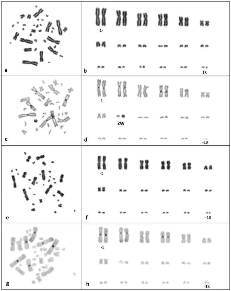 Multiple images of chromosome microarray karyotyping results, showing various chromosomal patterns and abnormalities, with some images including labels and annotations.