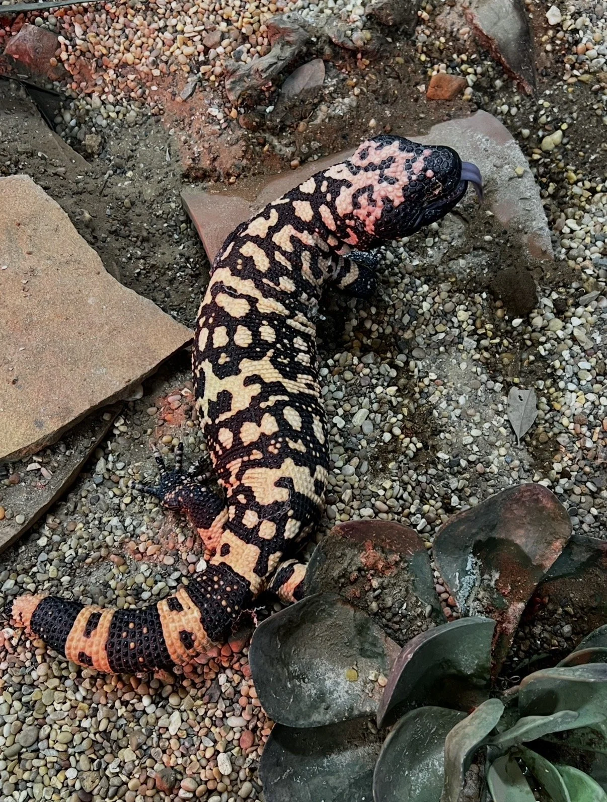 Close-up of a black and orange Gila Monster walking on gravel and rocks in an outdoor environment.