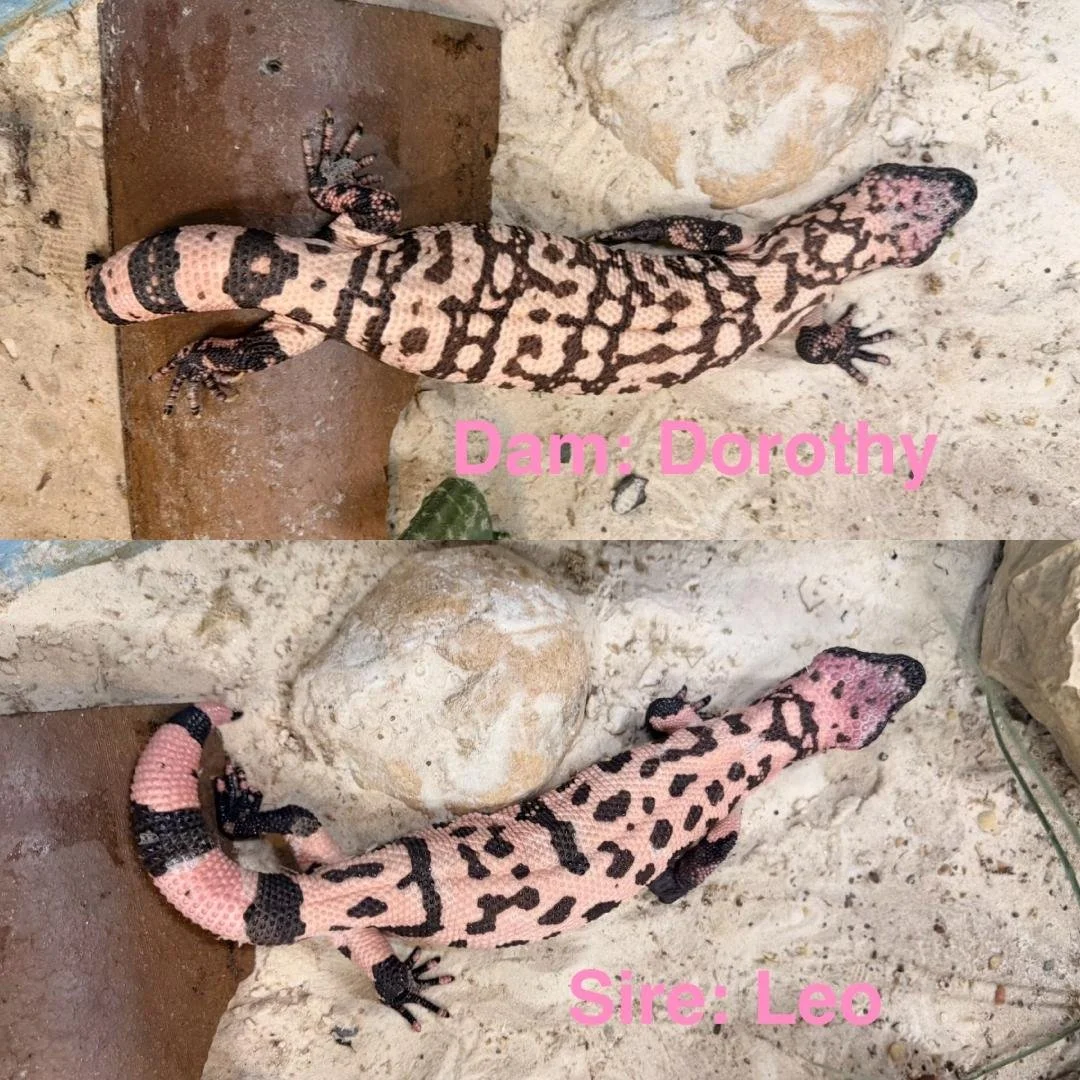 An image of two pink and black Gila Monsters. The top photo shows a Gila Monster with a pink and black patterned body, labeled "Dam: Dorothy." The bottom photo shows another Gila with a slightly different pattern, labeled "Sire: Leo."
