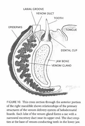Cross section of a Gila Monster's head showing the labial groove, venom duct, tooth, venom gland, epidermis, and interior structures.
