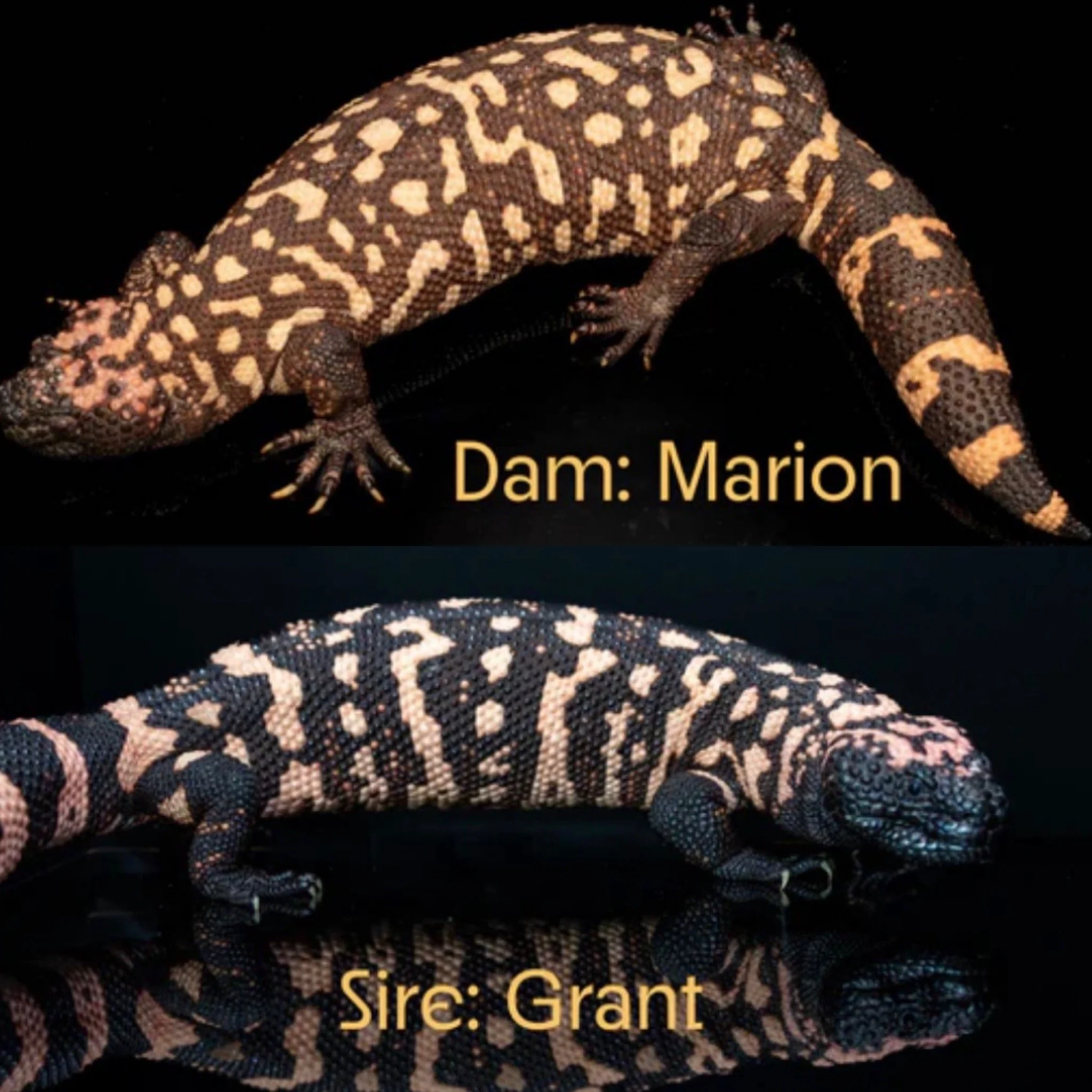 Close-up of two Gila monsters against a black background with text indicating it is a striking sub species. Dam: Marion,  Sire: Grant.  Both are darker than the average Gila Monster.