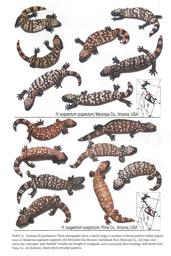 Photographs of Gila Monsters, Heloderma suspectum, from Arizona, USA, showing their dorsal patterns and variations. Two small maps inset indicate their locations.