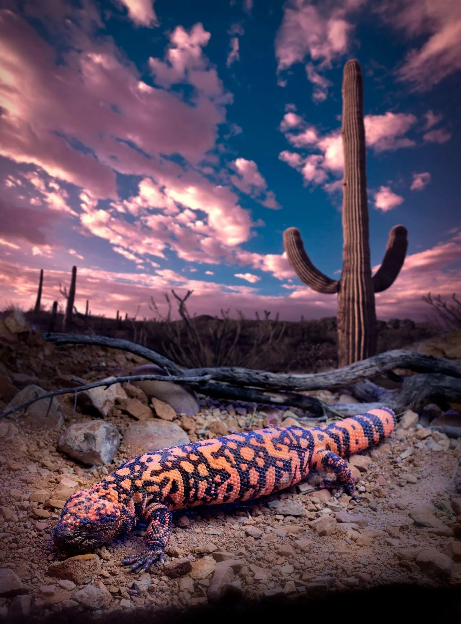A desert landscape at sunset featuring a large saguaro cactus, some smaller cacti, a snake in the foreground on rocky ground, and a sky filled with pink and purple clouds.