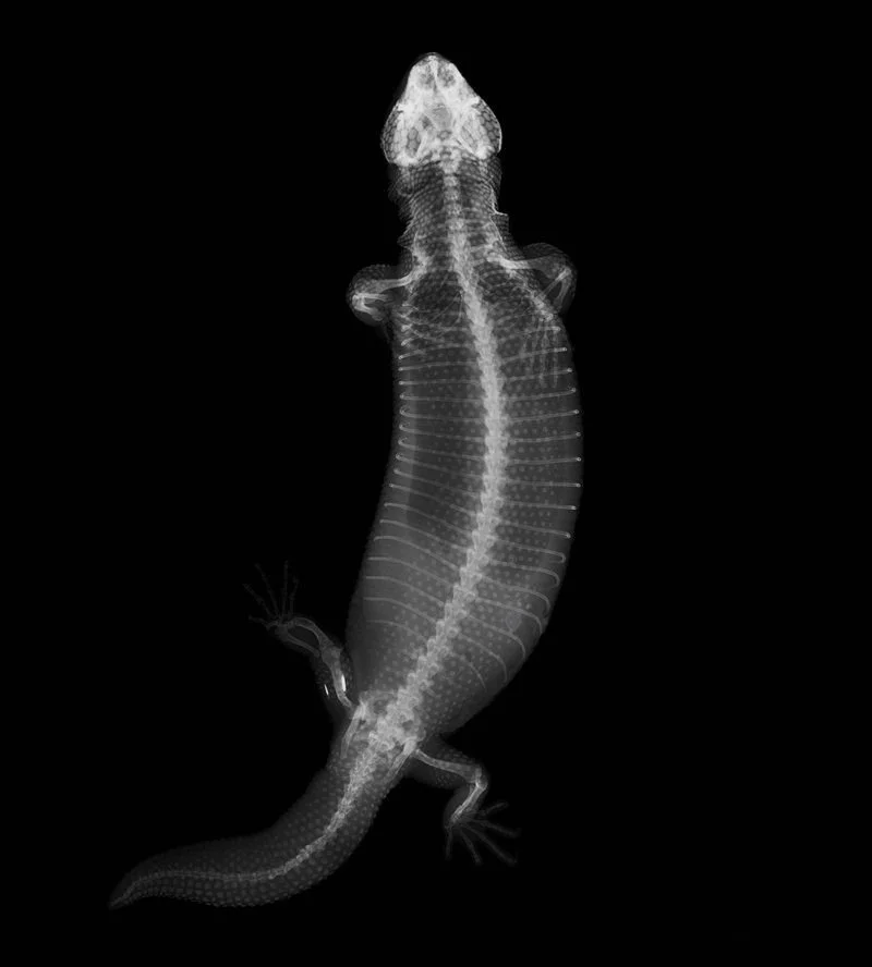 X-ray image of a Gila Monster showing its bones and internal structure against a black background.