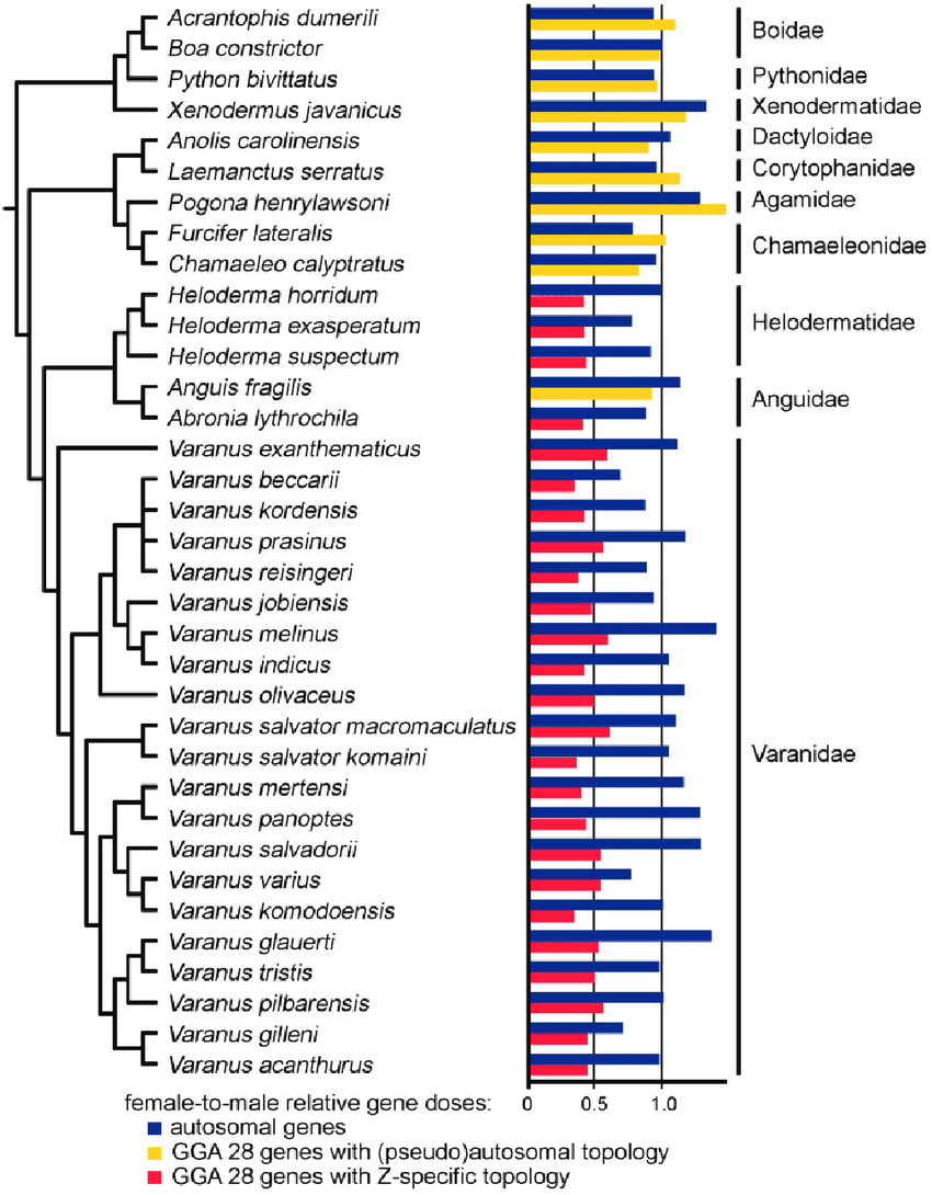 A phylogenetic tree diagram showing various lizard species, with bar graphs indicating gene doses, including autosomal, pseudo-autosomal, and Z-specific genes, alongside their taxonomic families.