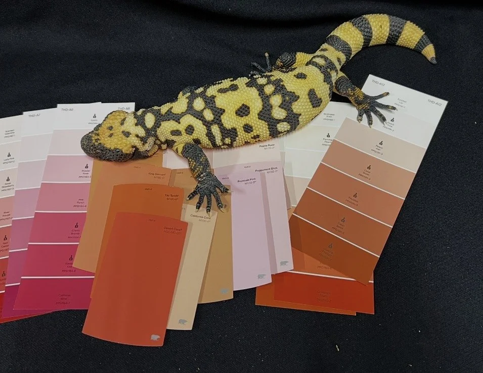 A yellow and black patterned Gila Monster climbing on color swatch cards.