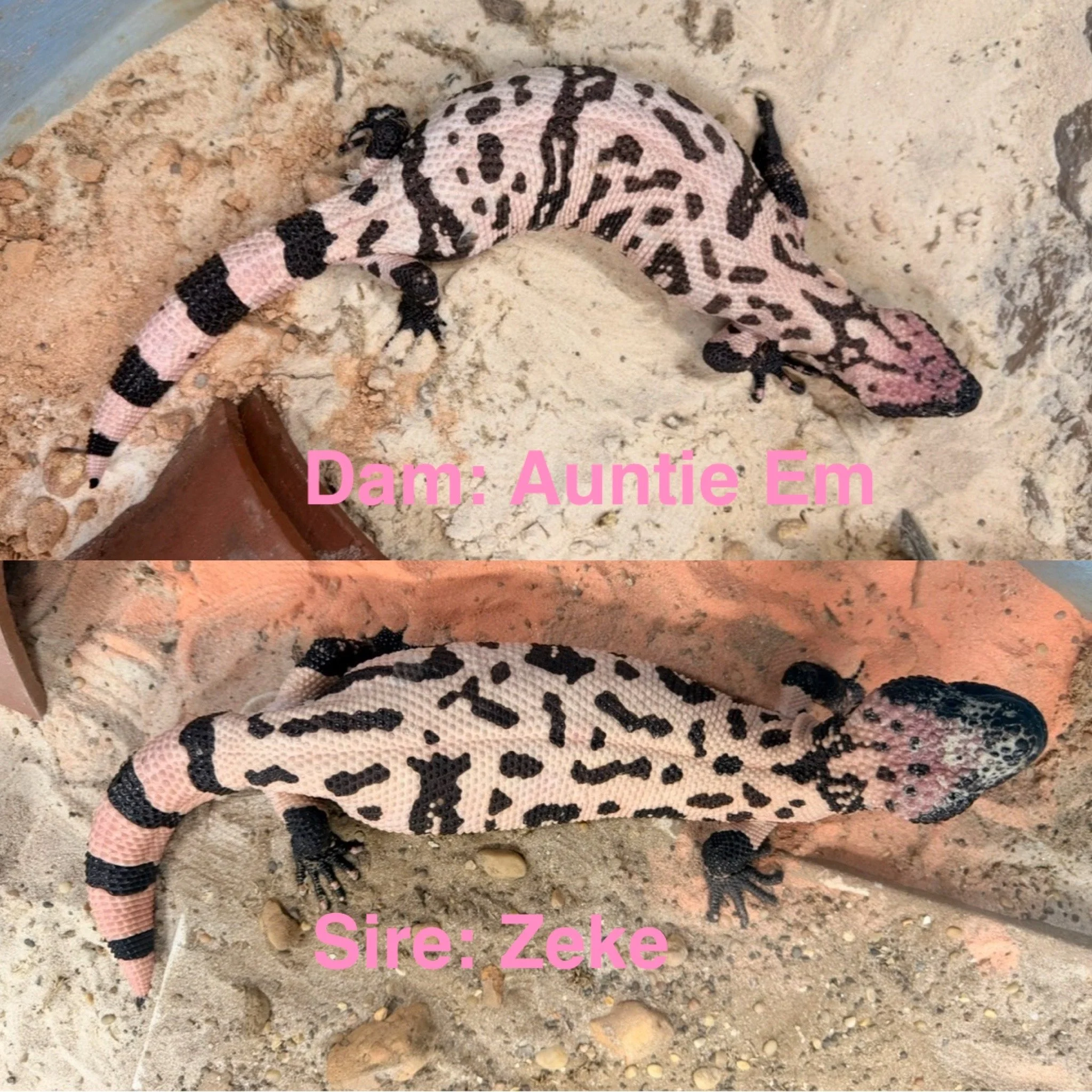 An image of two pink and black Gila Monsters. The image has pink text that says, "Dam: Auntie Em" and "Size: Zeke."