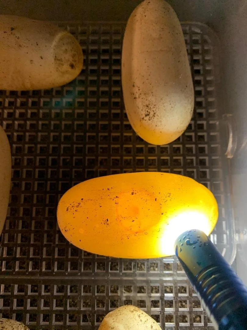 Eggs in an incubator with a heat lamp illuminating one egg.