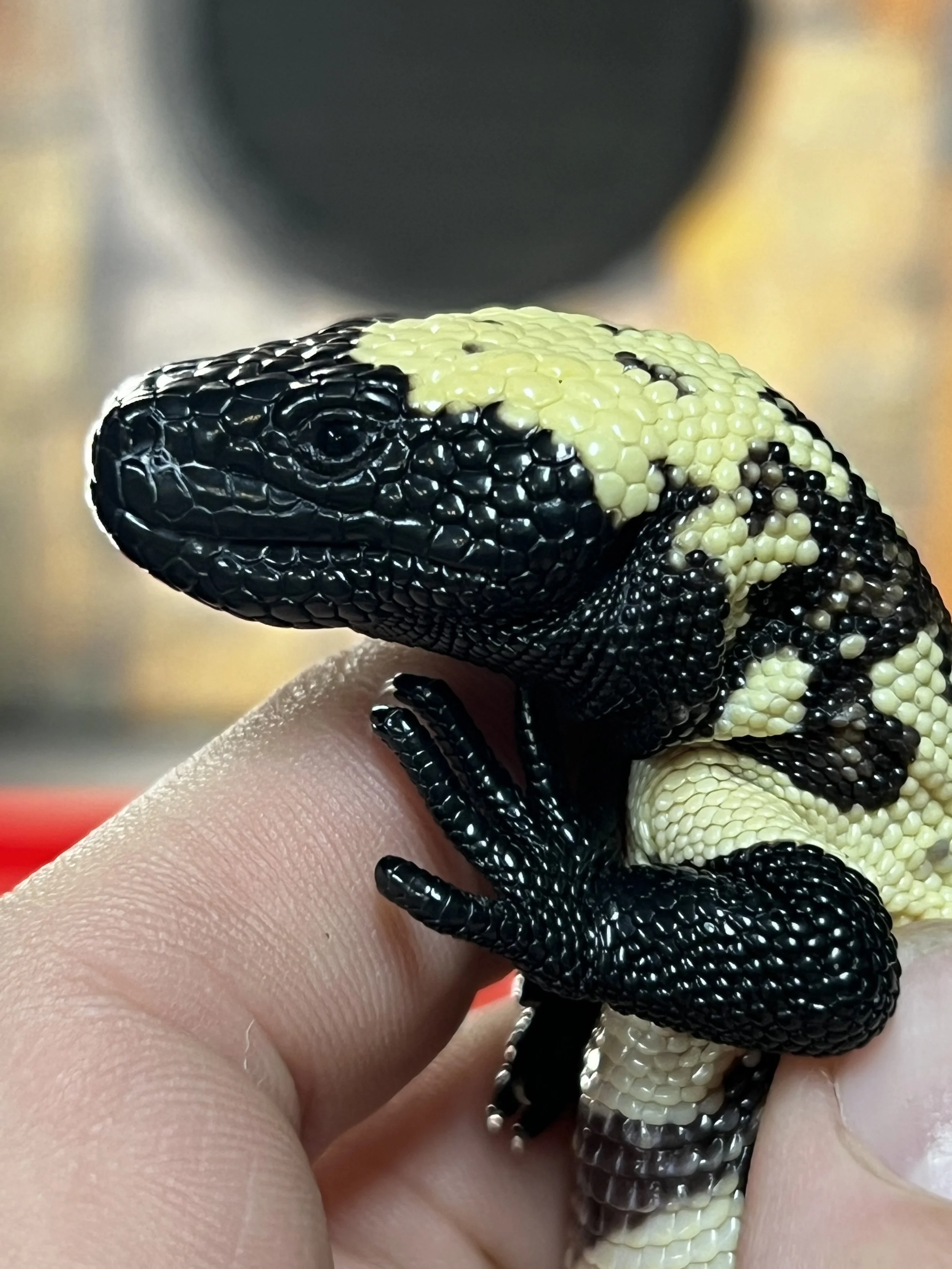 Close-up of a baby Gila Monster in a person's hand.