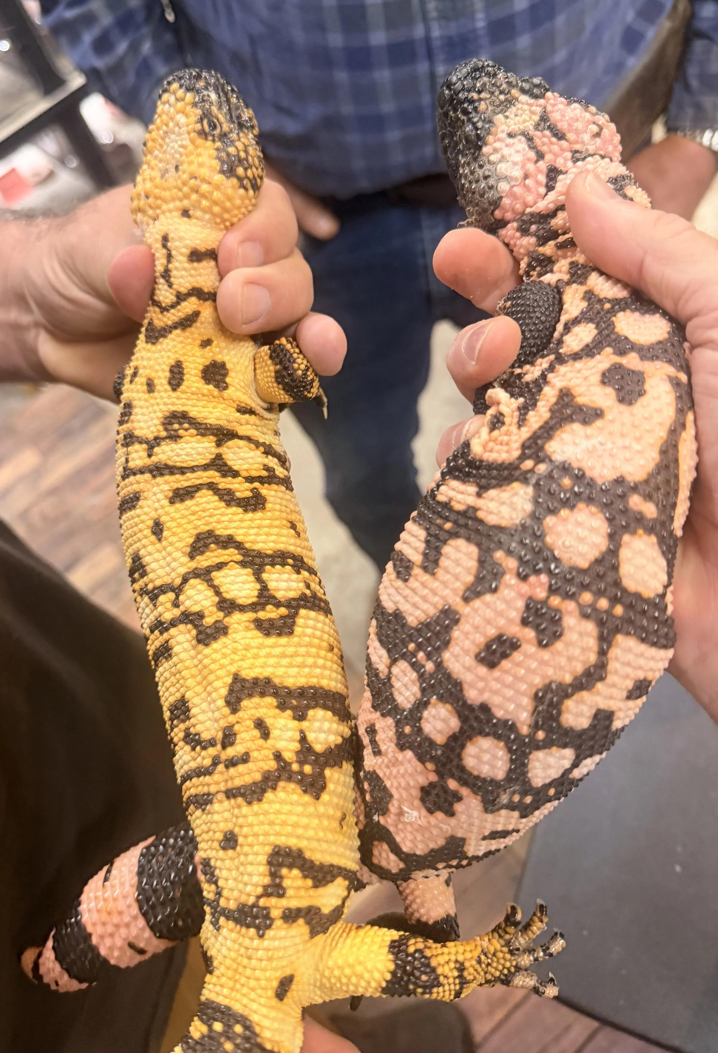Two hands holding two different colorful Gila Monsters, one with bright yellow and black markings and the other with pink and black markings, in an indoor setting.