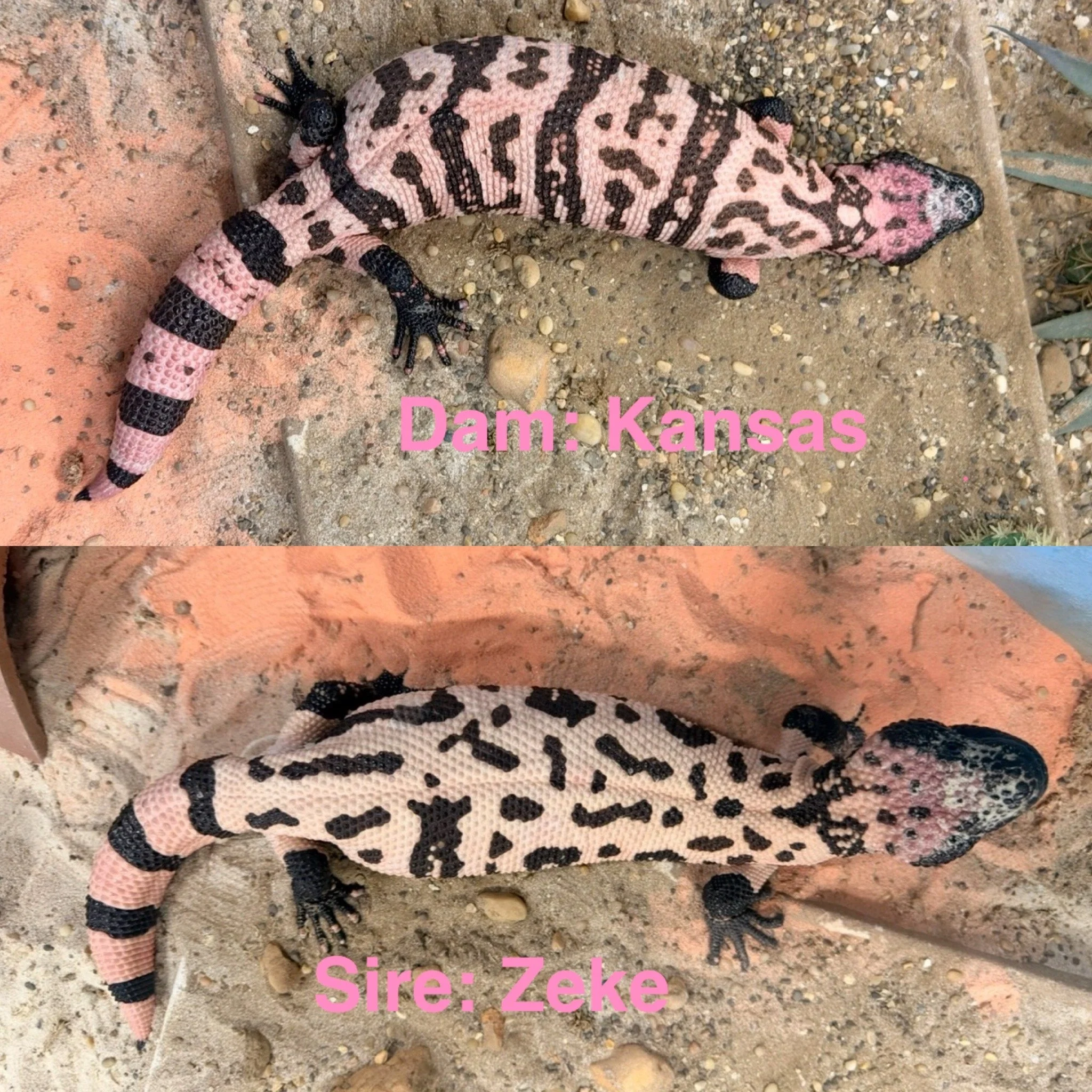 A pink and black patterned Gila Monsters on sandy dirt ground with small stones, with text overlay reading 'Dam: Kansas' and 'Sire: Zeke'.