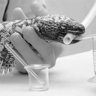 Close-up of a hand holding a Gila Monster that is being held over a glass container, with part of a plastic tube in the lizard's mouth.