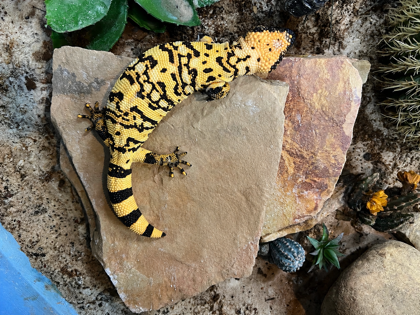 A yellow and black patterned Gila Monster on a large beige rock in a desert-like environment with small cacti and plants.