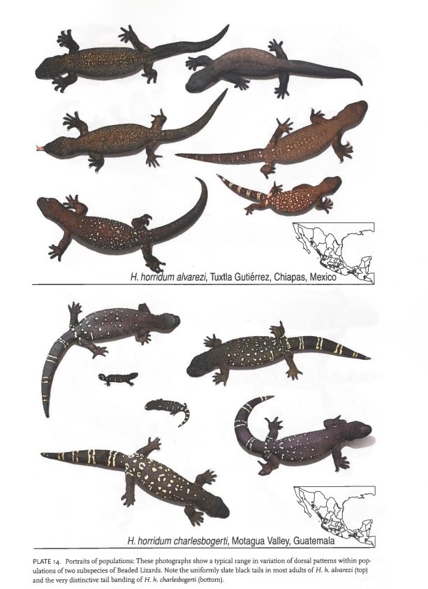 Illustration of Gila Monsters, side views showing different sizes and markings, with maps of Mexico and Guatemala indicating their locations.
