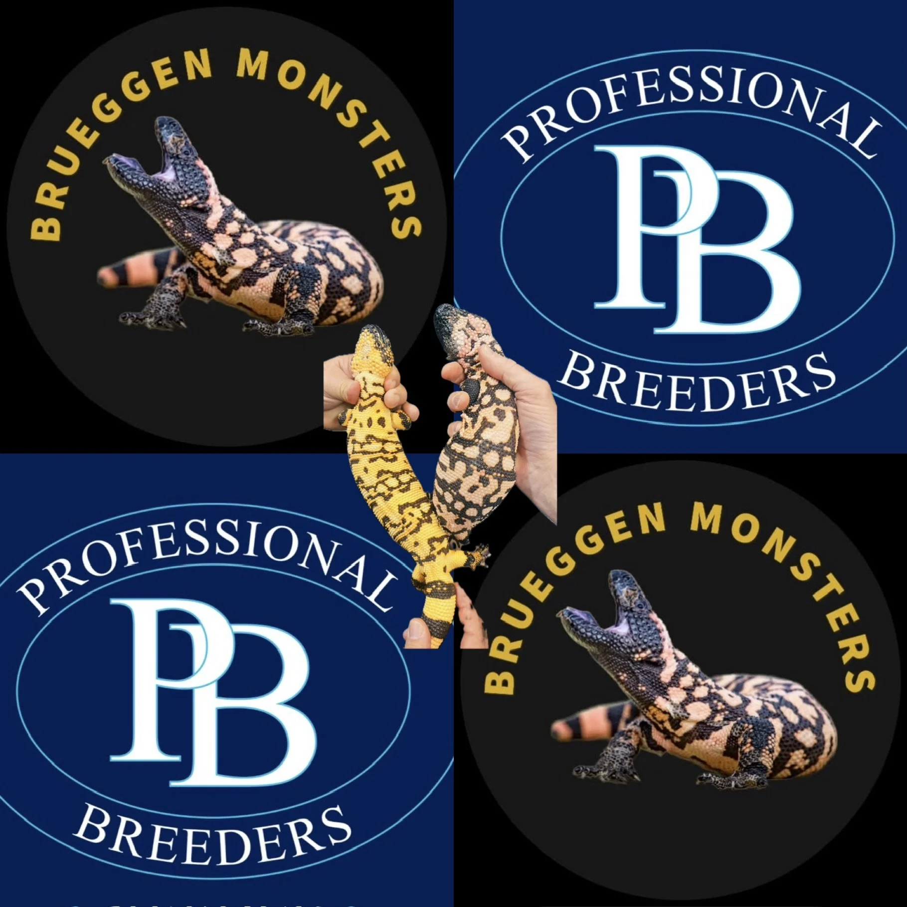 Collage featuring logos of 'Brueggen Mounters' with a picture of a colorful gecko and hands holding two different Gila Monsters, one yellow and one pink, against a dark background.