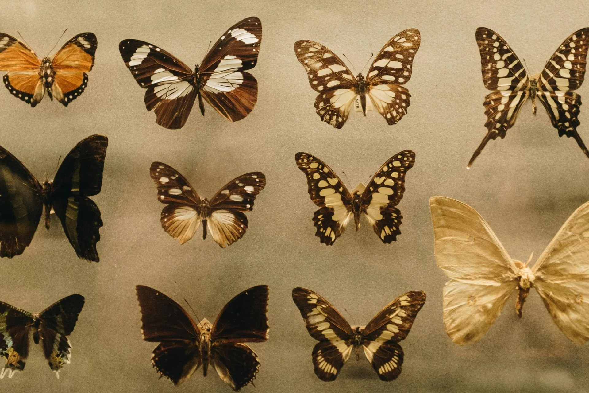 Too Much, Not Enough: How Therapy Helps Neurodivergent Adults Reclaim Their Identity