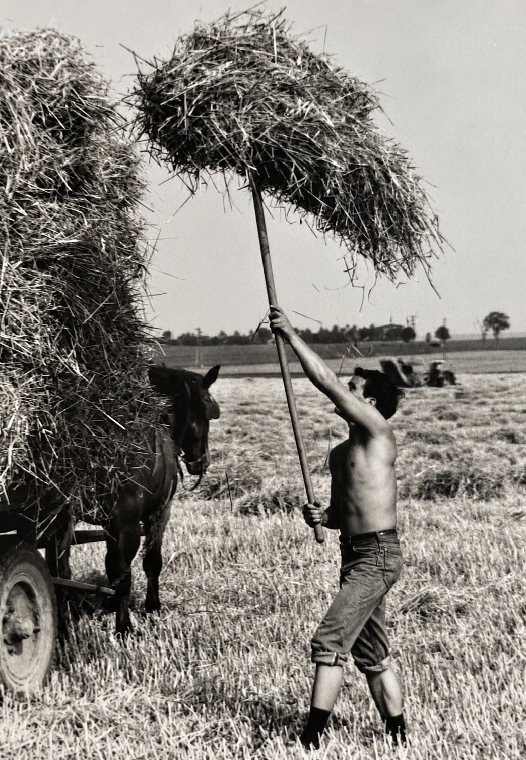 photo credit: judith mcdaniel black and white photo of shirtless young man baling hay into a horse-drawn cart