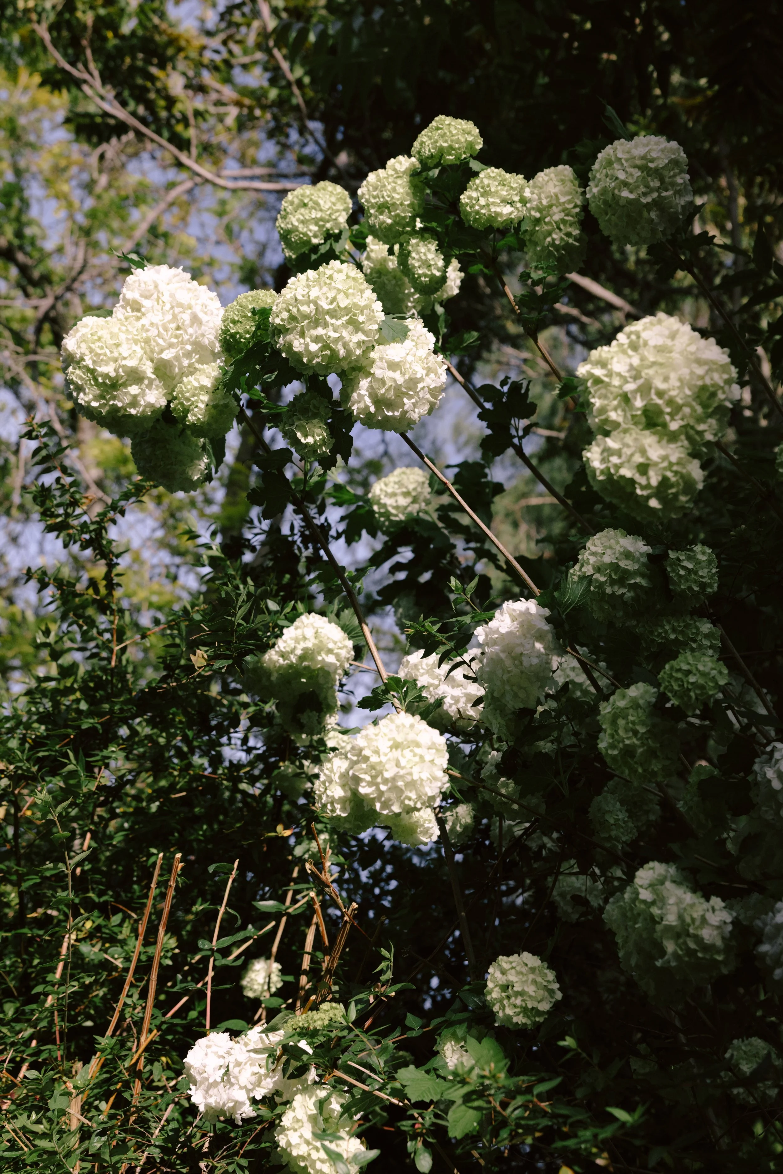 2026-04-20_ChristineFlowers396.jpg