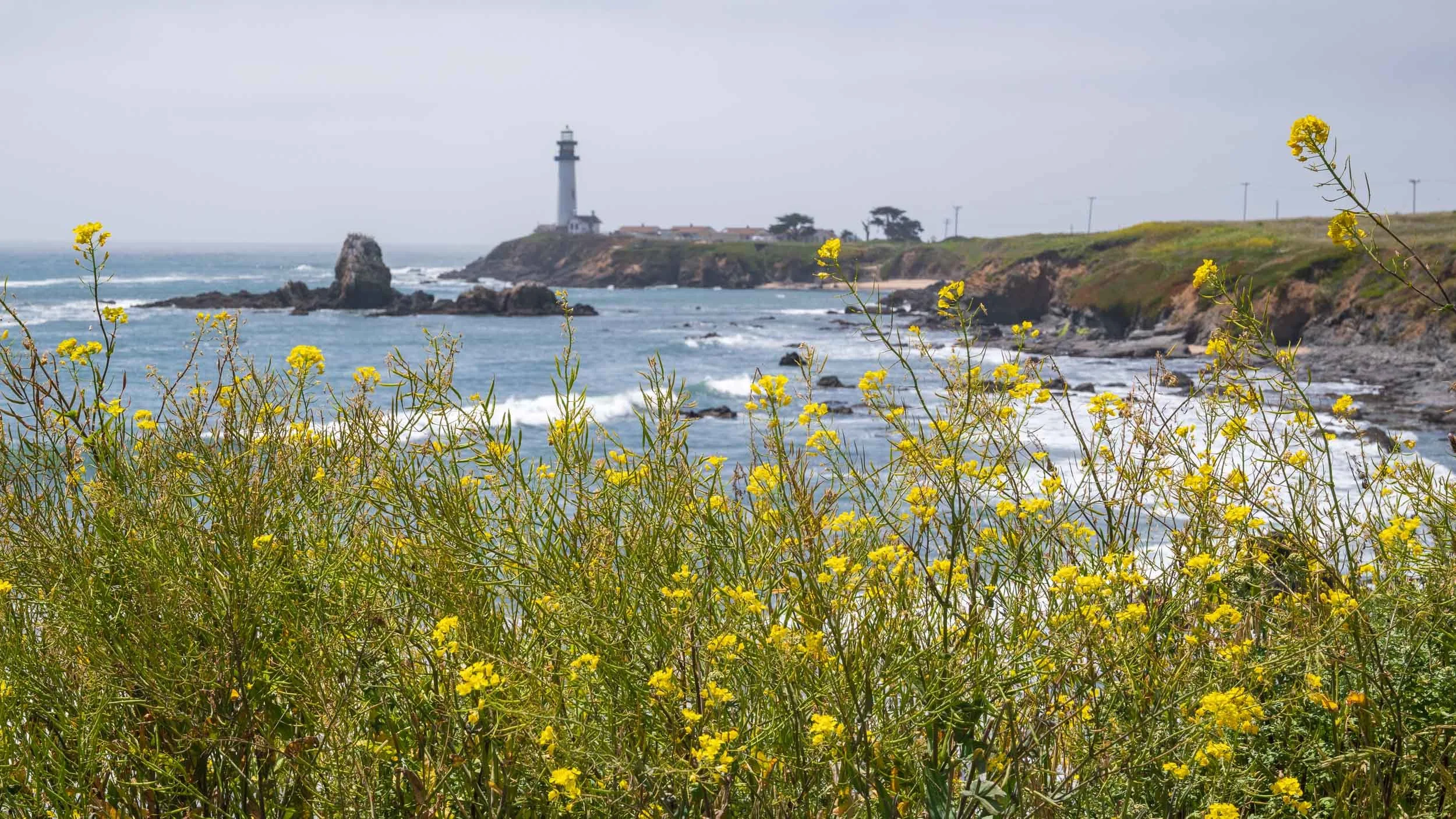 A lighthouse on a coastal cliff with yellow flowers in the foreground and ocean waves below.